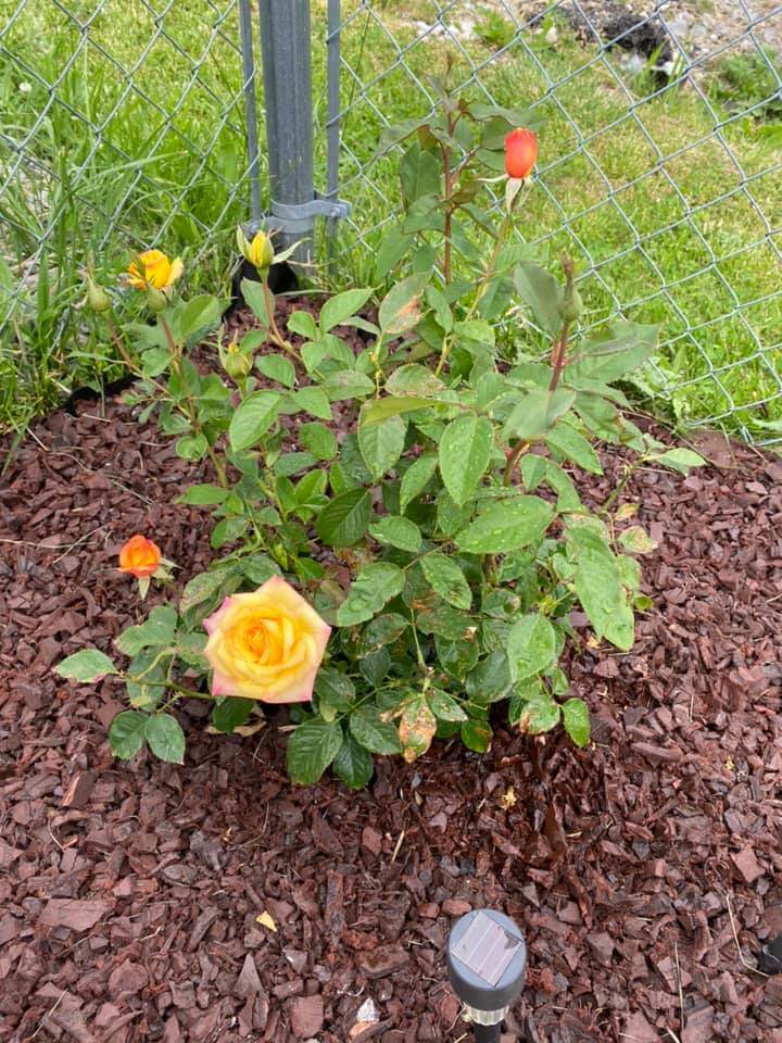 Rose plant with mulch