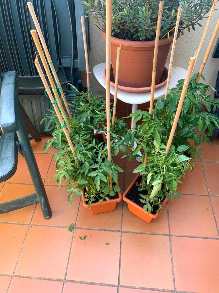 Tomatoes with vertical supports