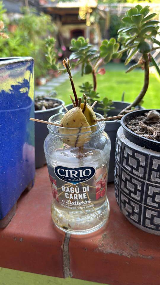 toothpicks into the sides of the pit