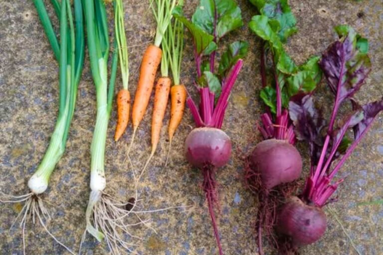 vegetables that grow in shady spaces