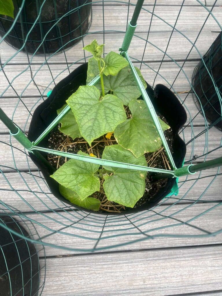 Young cucumber plant