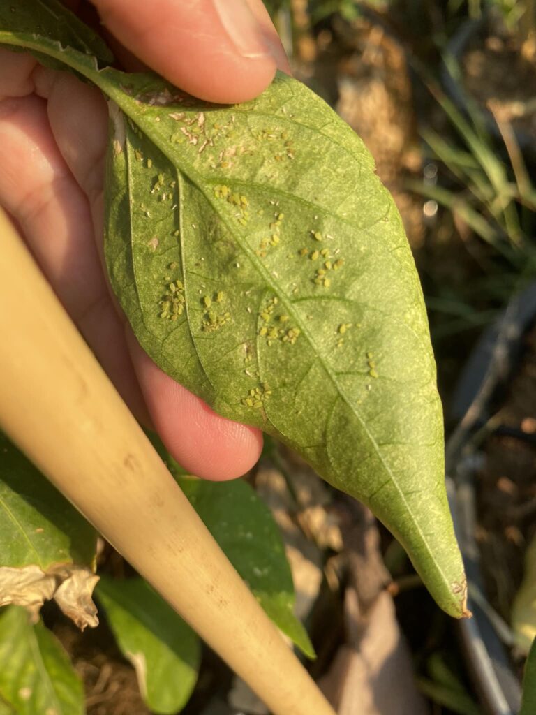 Aphids under the leaf