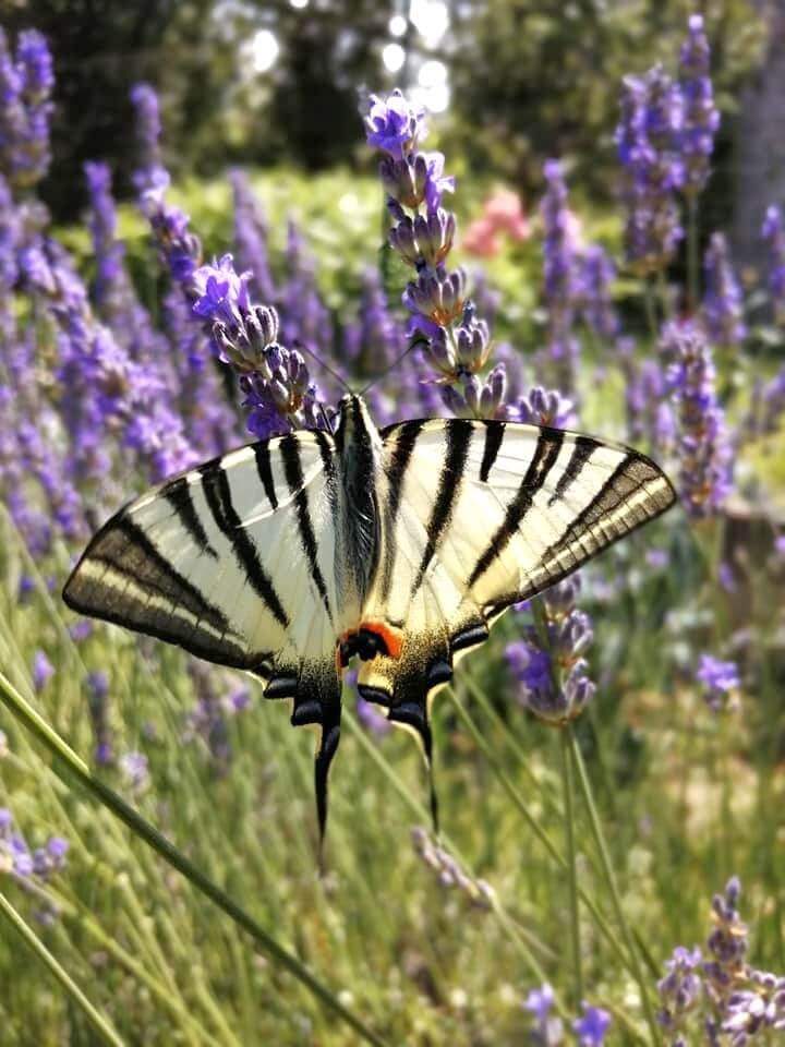 Beautiful butterfly on lavender