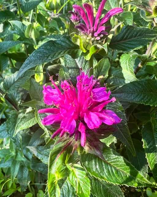 Bee Balm