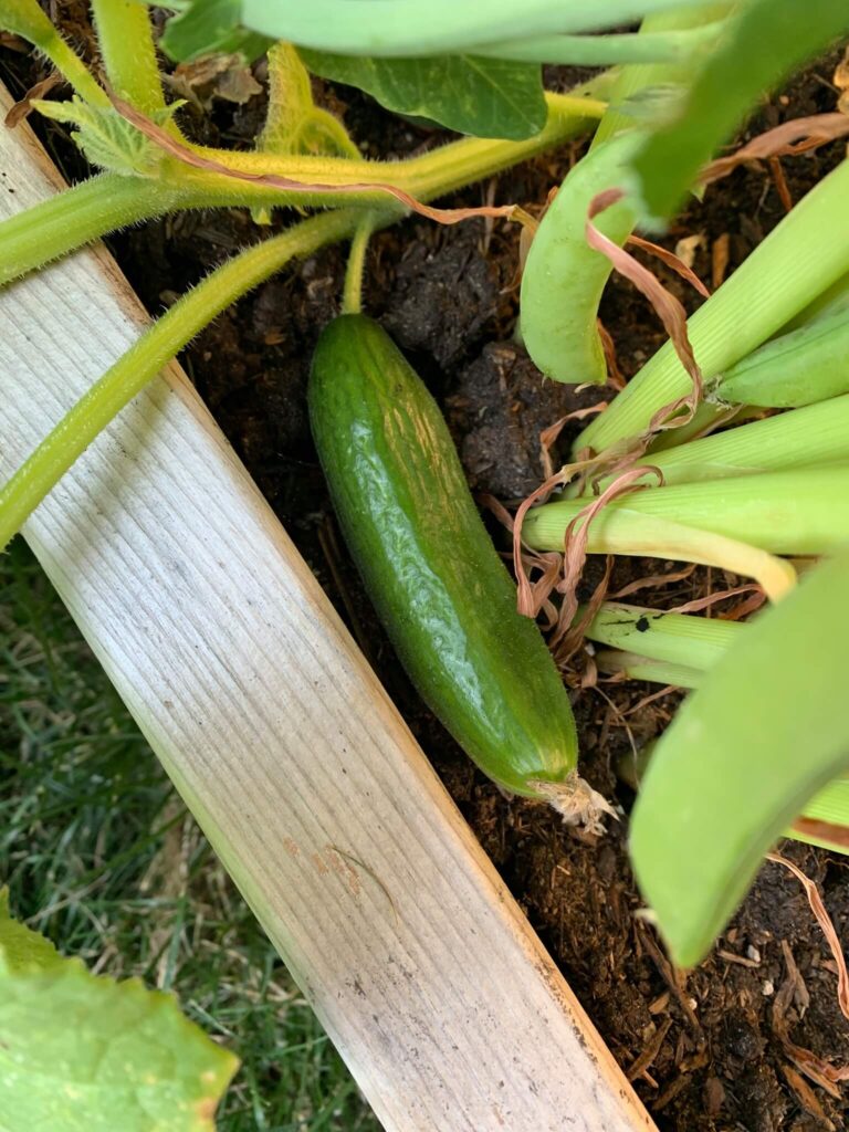 Big cucumber in container