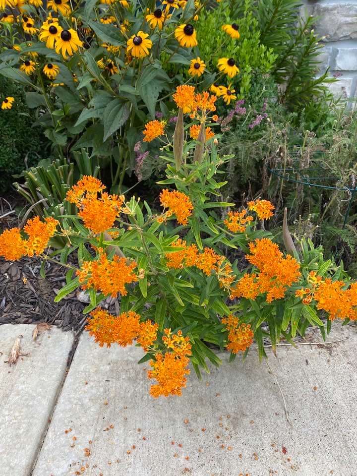 Butterfly Weed