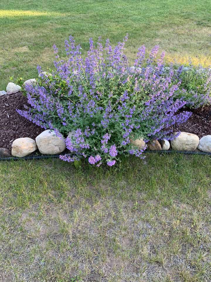 Catmint 