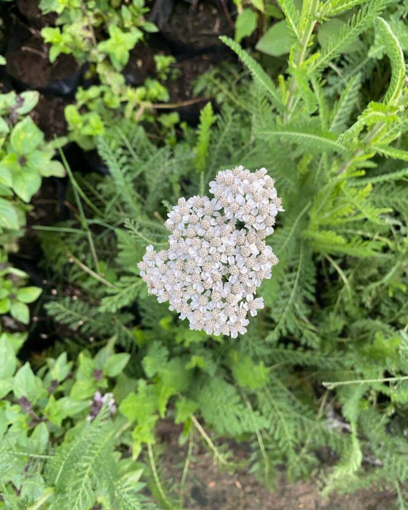 Common Yarrow