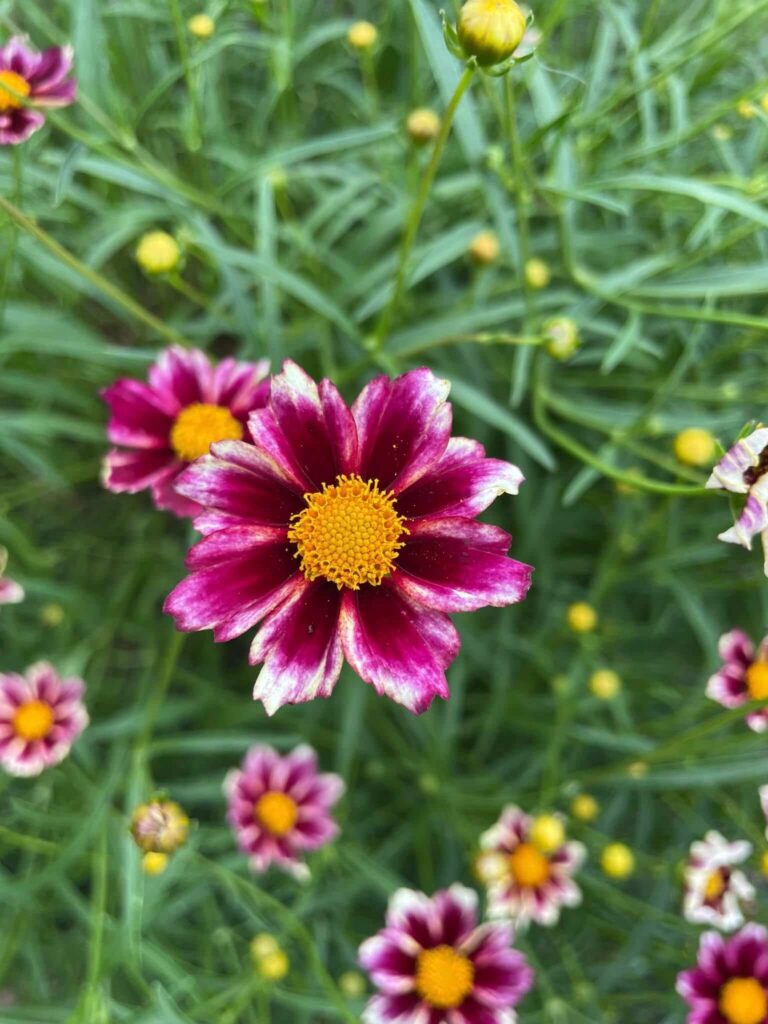 Coreopsis 