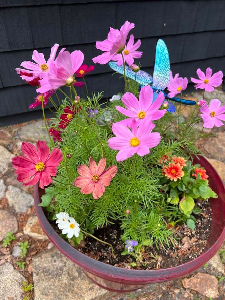 Cosmos
