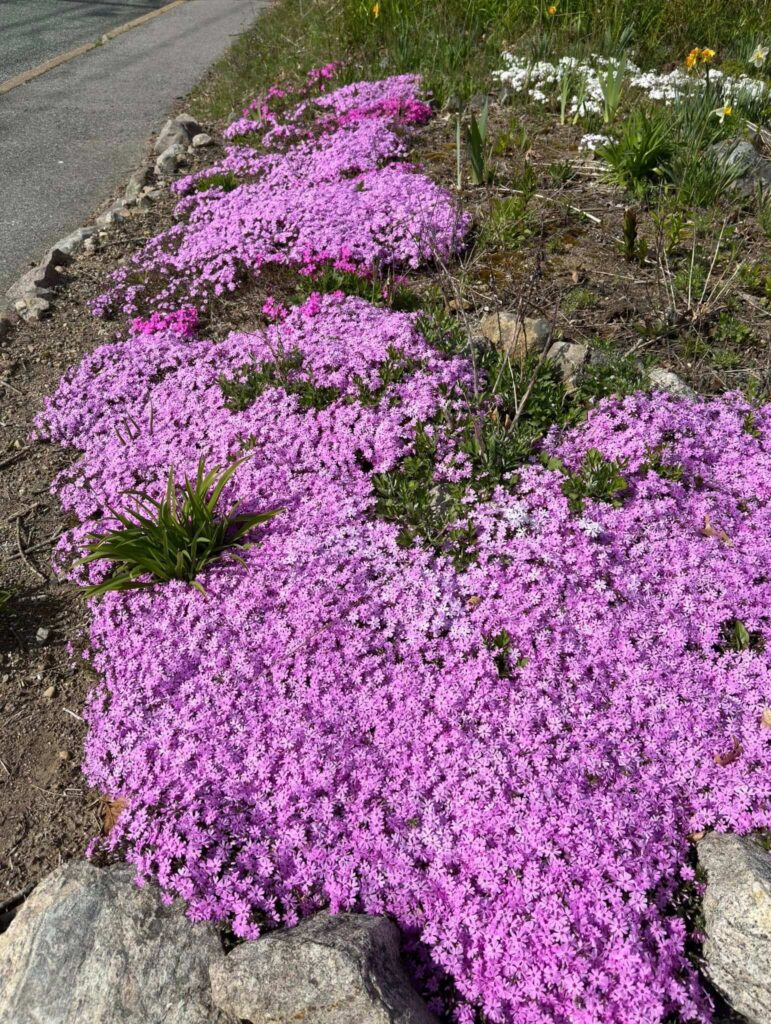 Creeping Phlox