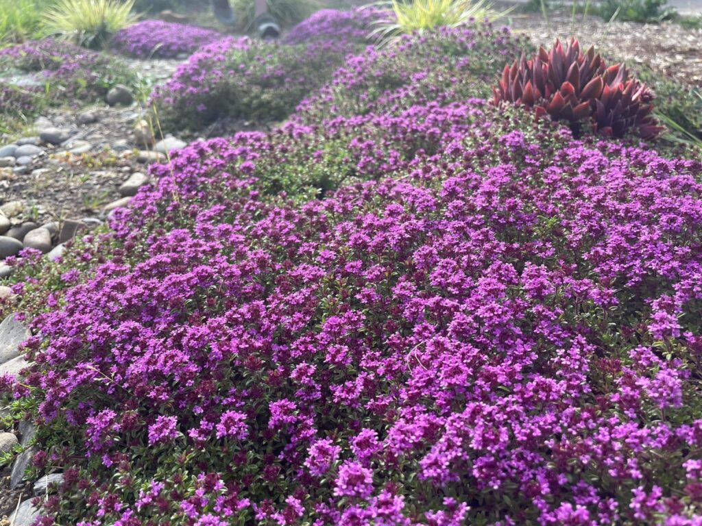 Creeping Thyme