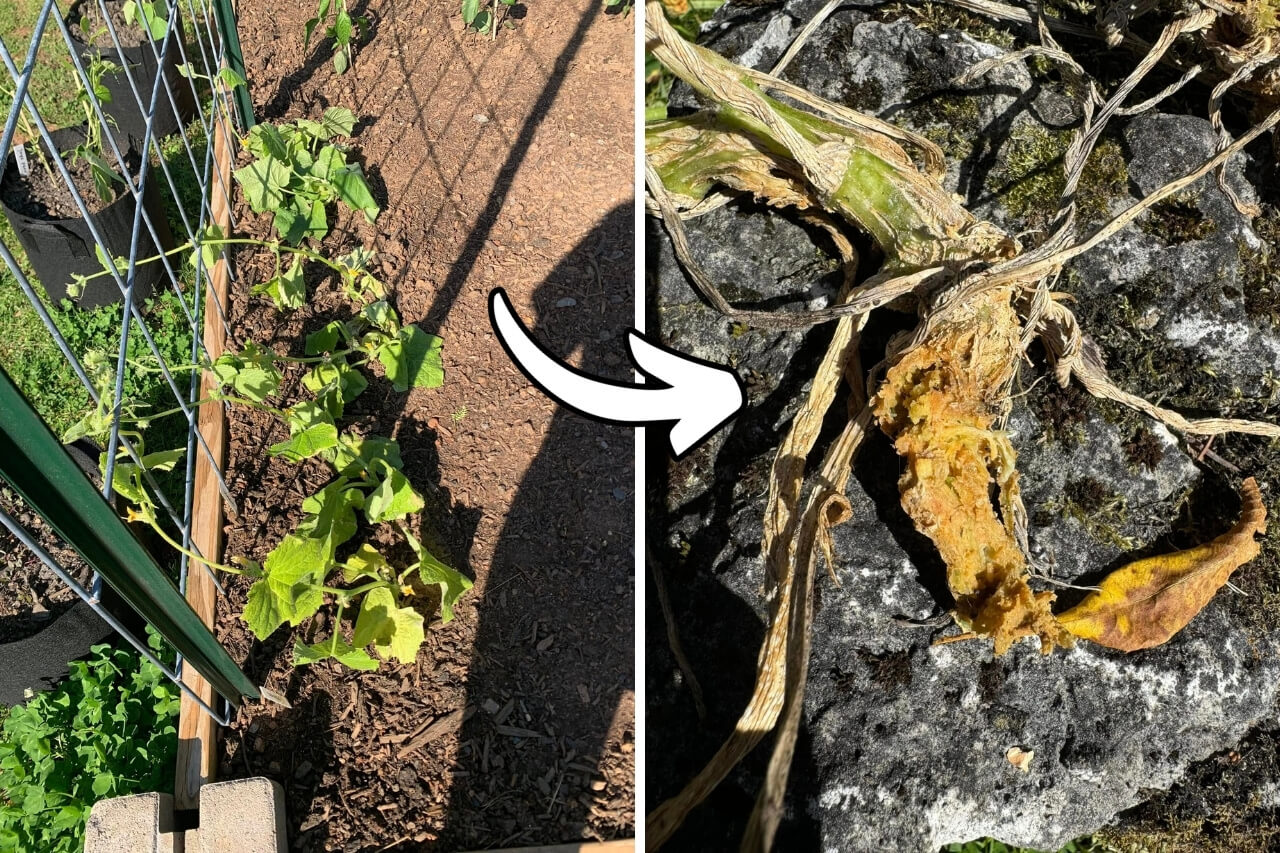 Cucumbers Growing Mistakes