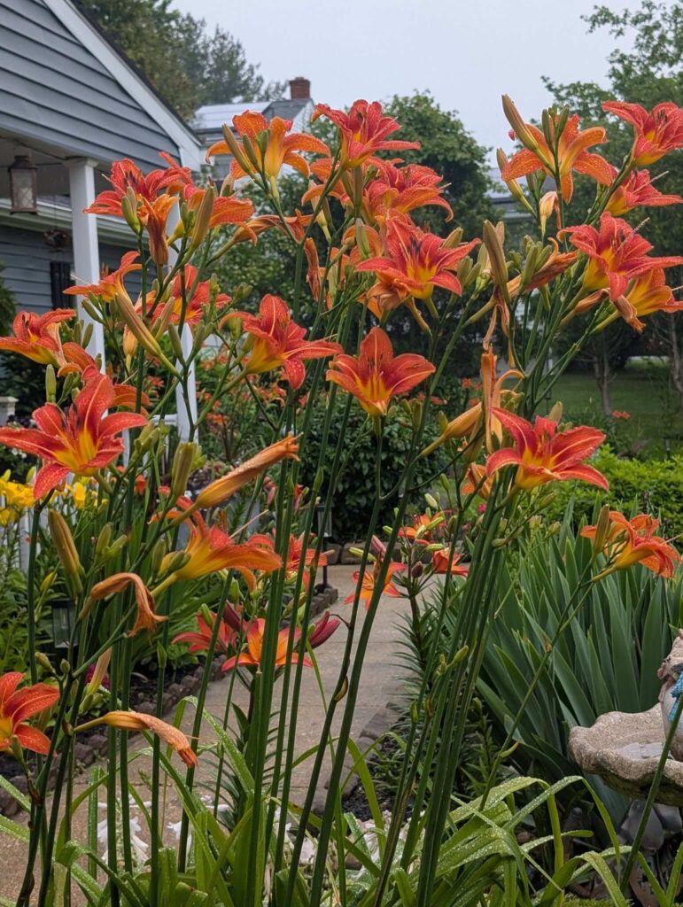 Daylilies