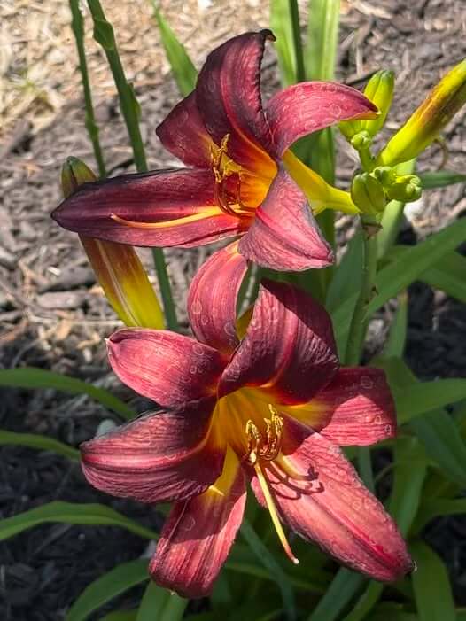 Daylily