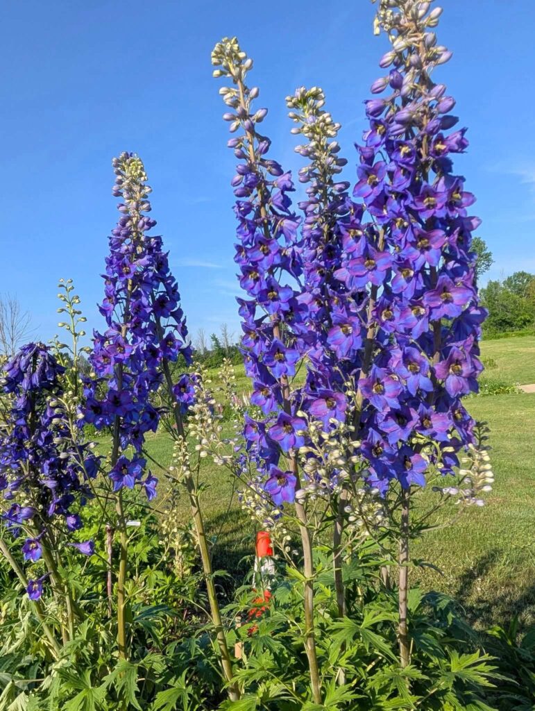 Big Delphiniums