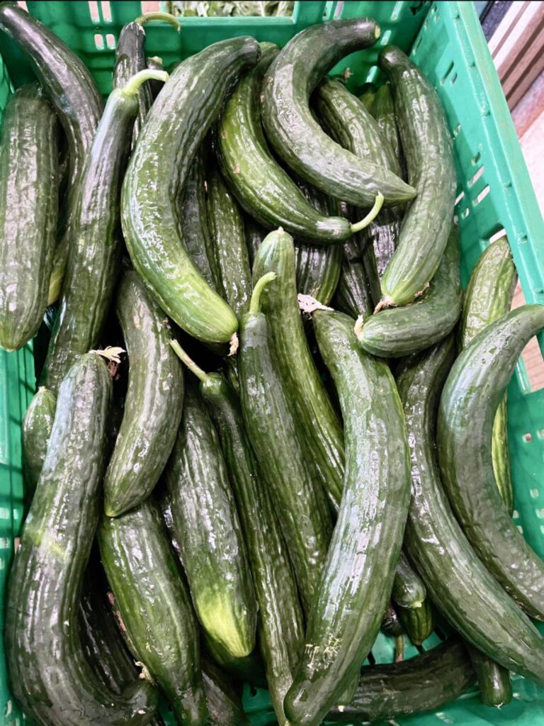 dutch cucumbers