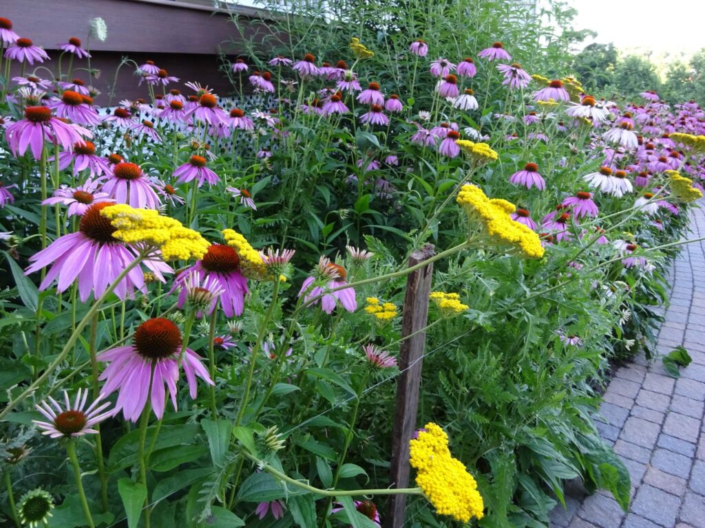 Echinacea