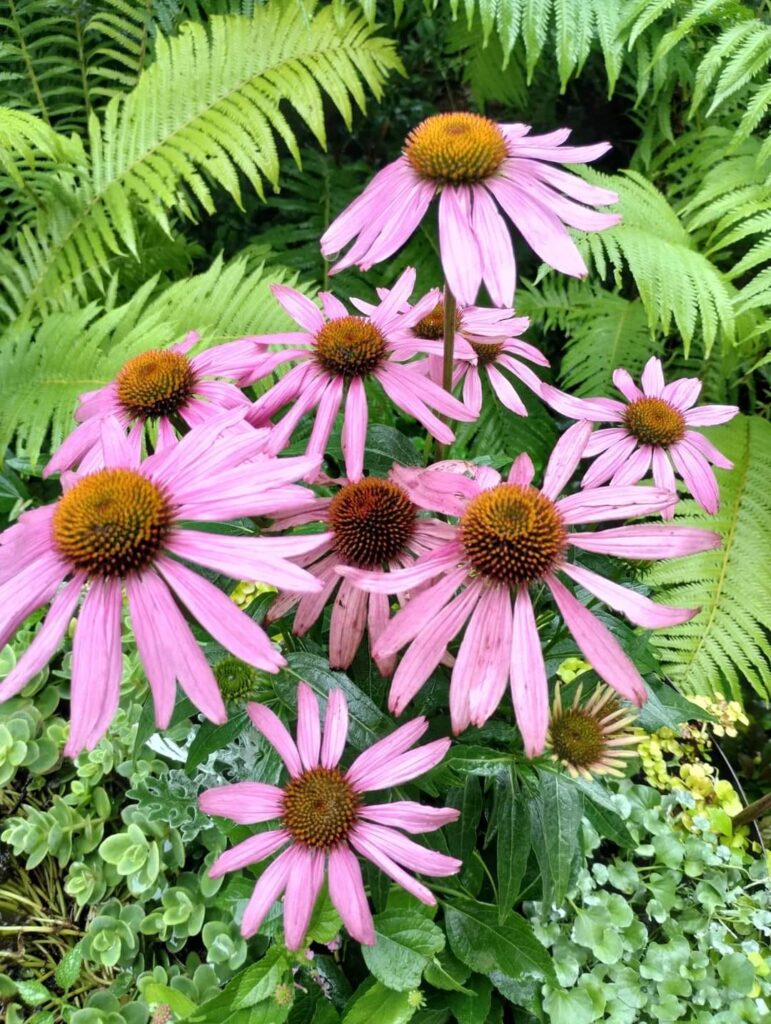 Echinacea