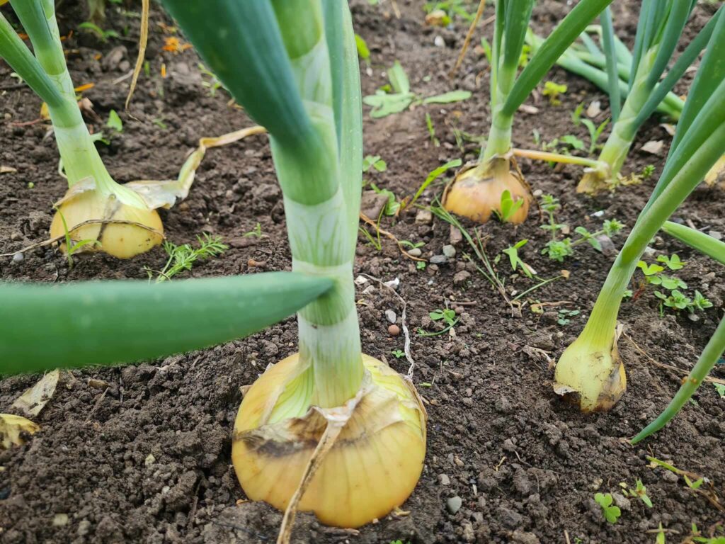 Grown onions