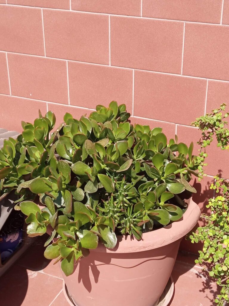 Jade Plant