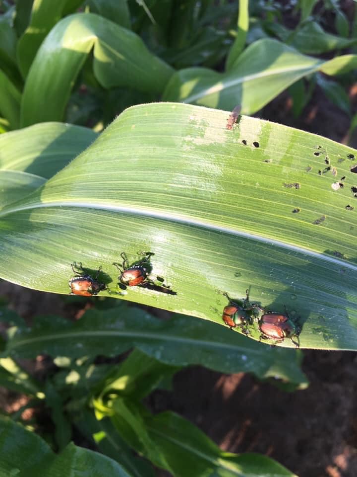 Japanese Beetles