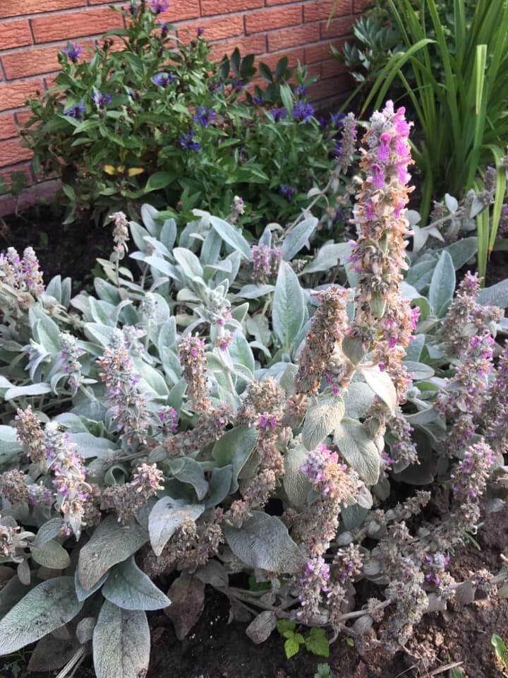 Lamb’s Ear 