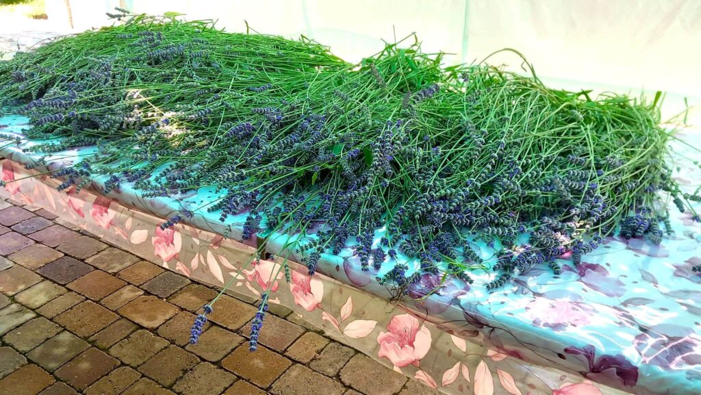 Lavender harvested at the end of summer