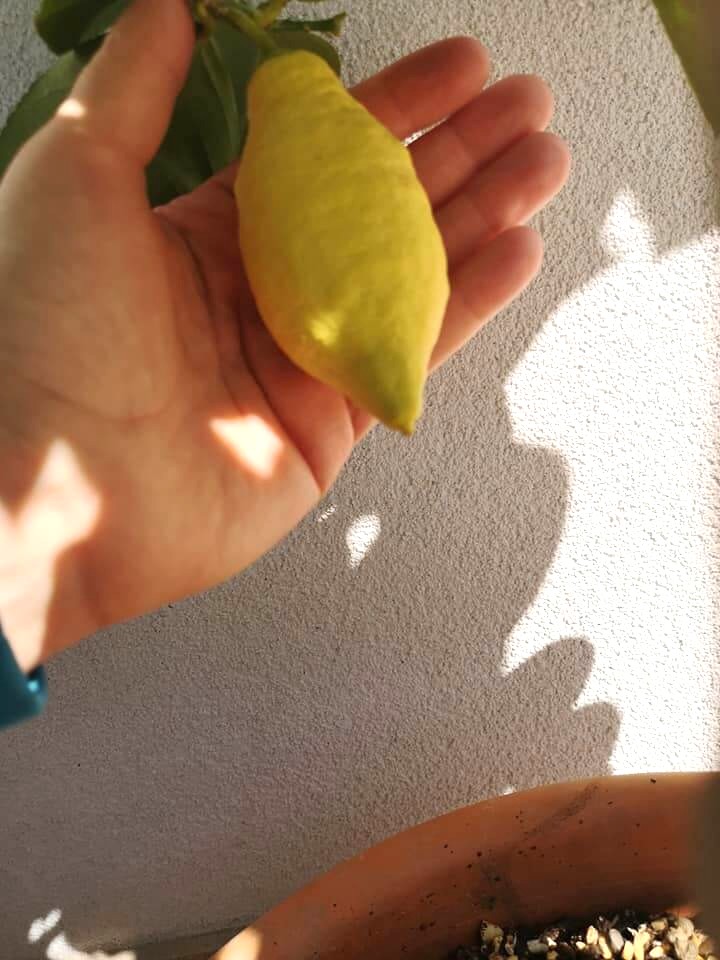 Lemon that's still growing