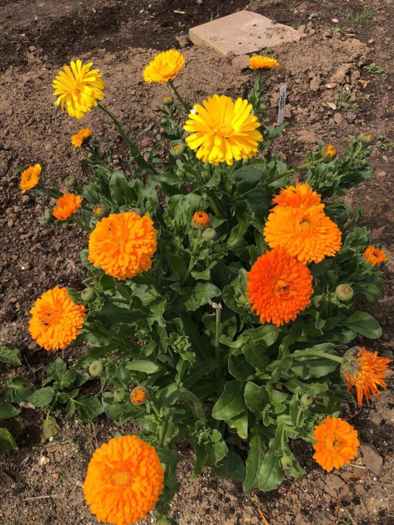 Marigolds plant