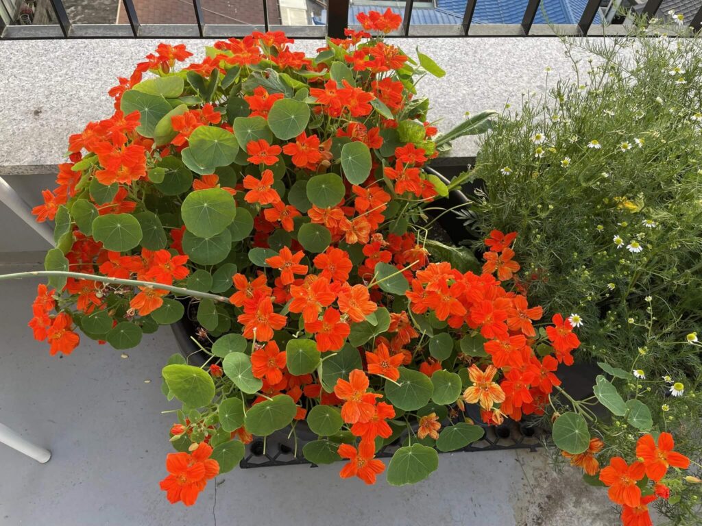 Nasturtium