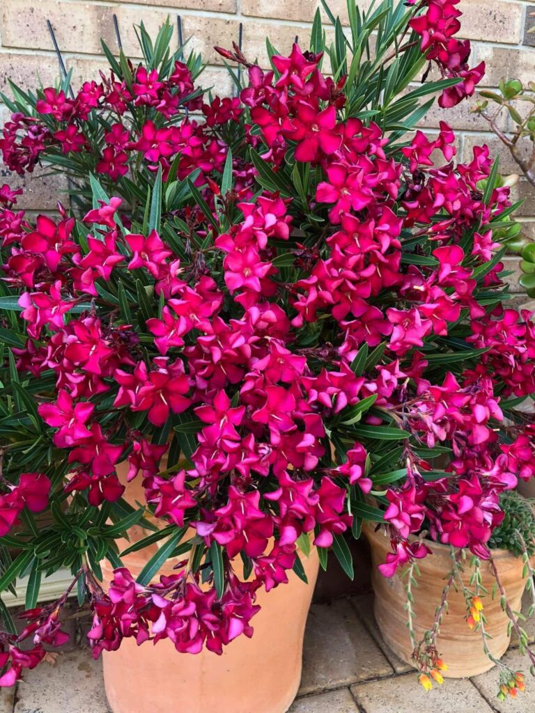 Oleander