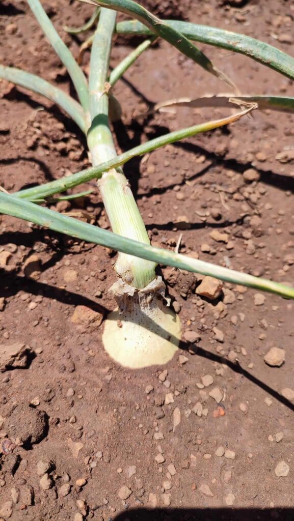 Onion ready to be harvested