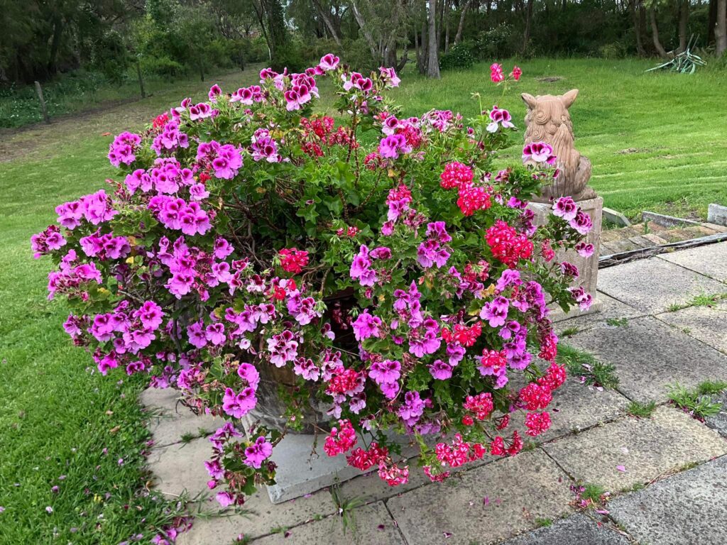 Pelargoniums