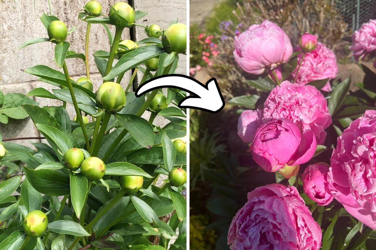 Peonies bloom longer