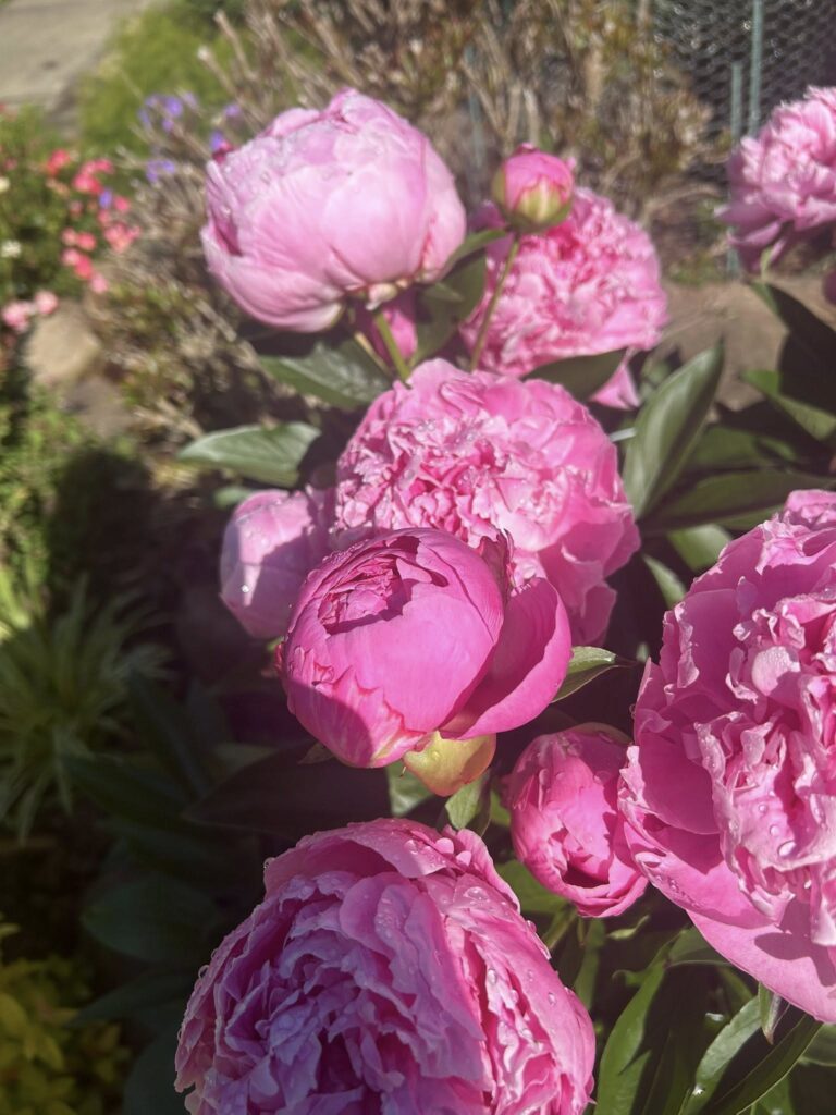 Peonies in full sun