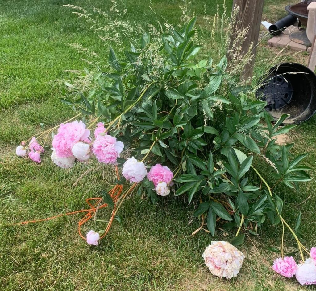 Peonies that definitely need a cage