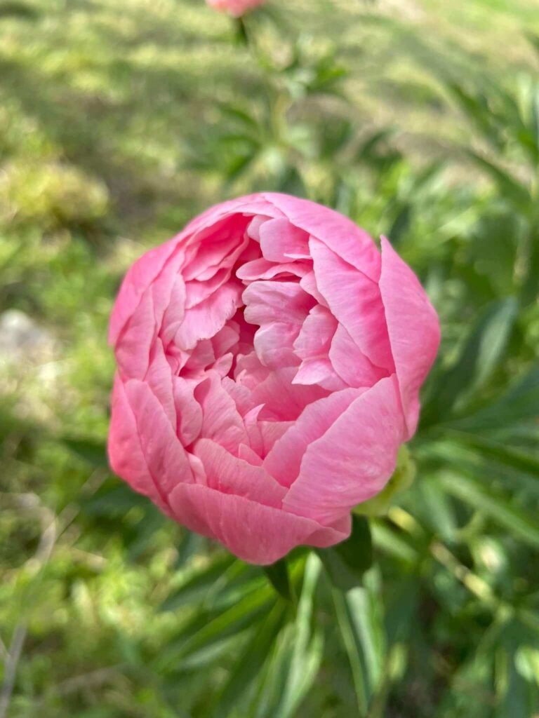 Peony about to bloom