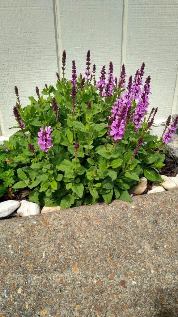 Perennial Sage
