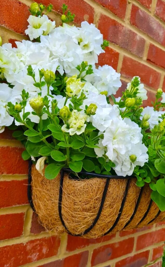 Petunias