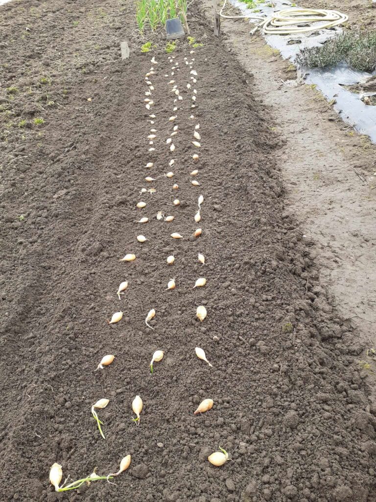 Planting onion sets