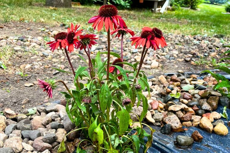 Plants That Grow Anywhere