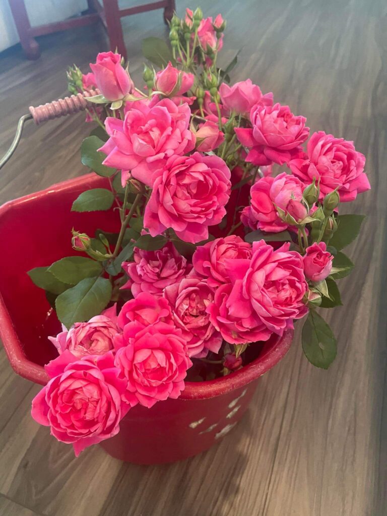 Freshly cut roses