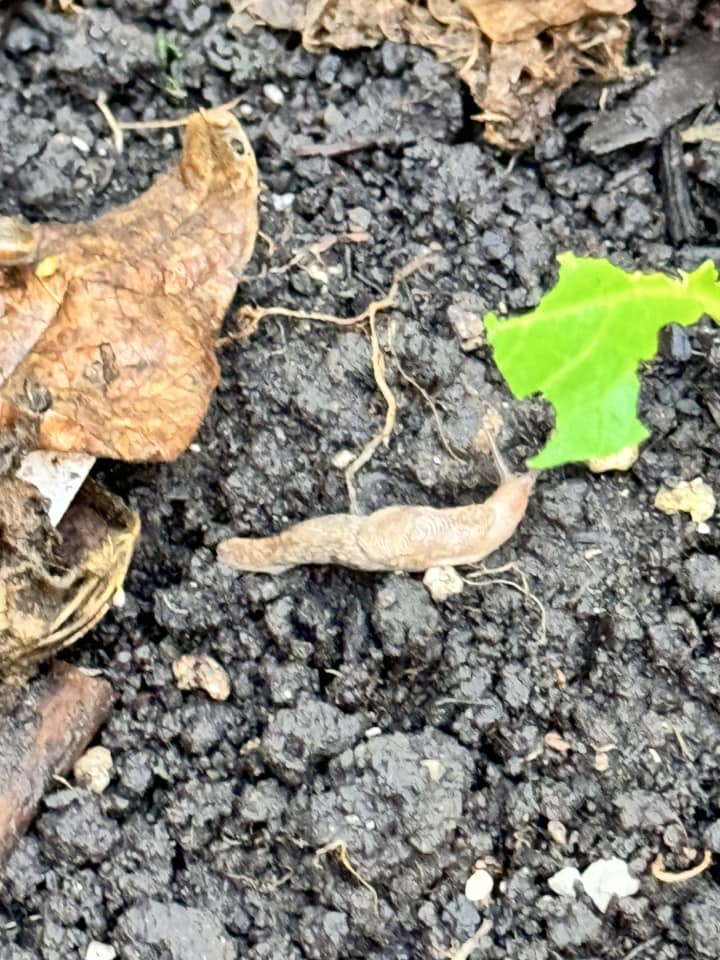 Slug eating a leaf