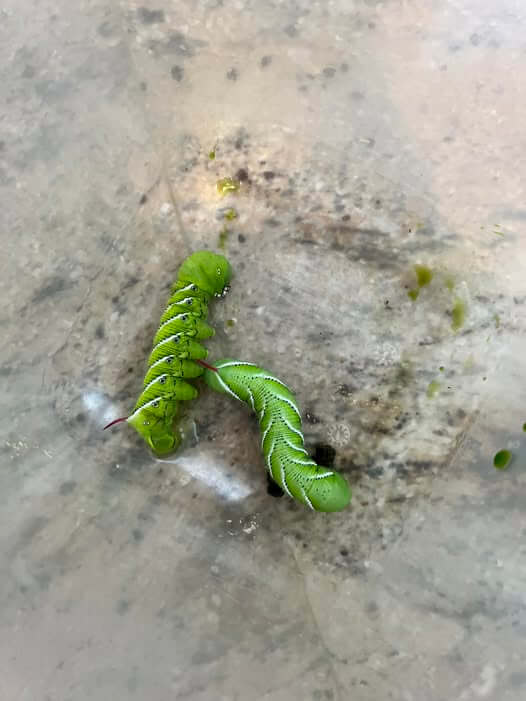 Two Tomato Hornworms