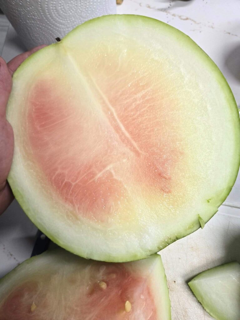 Unripe watermelon