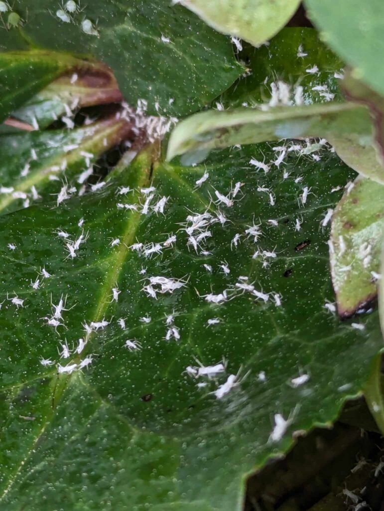 Whiteflies