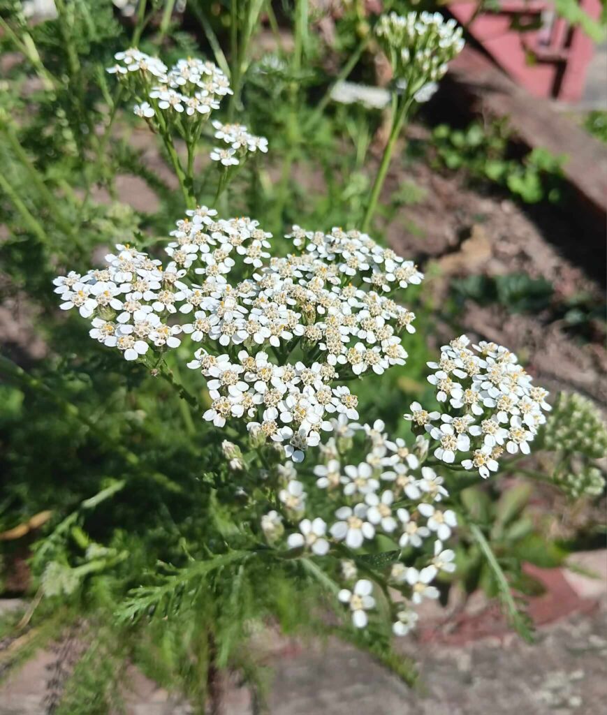 Yarrow