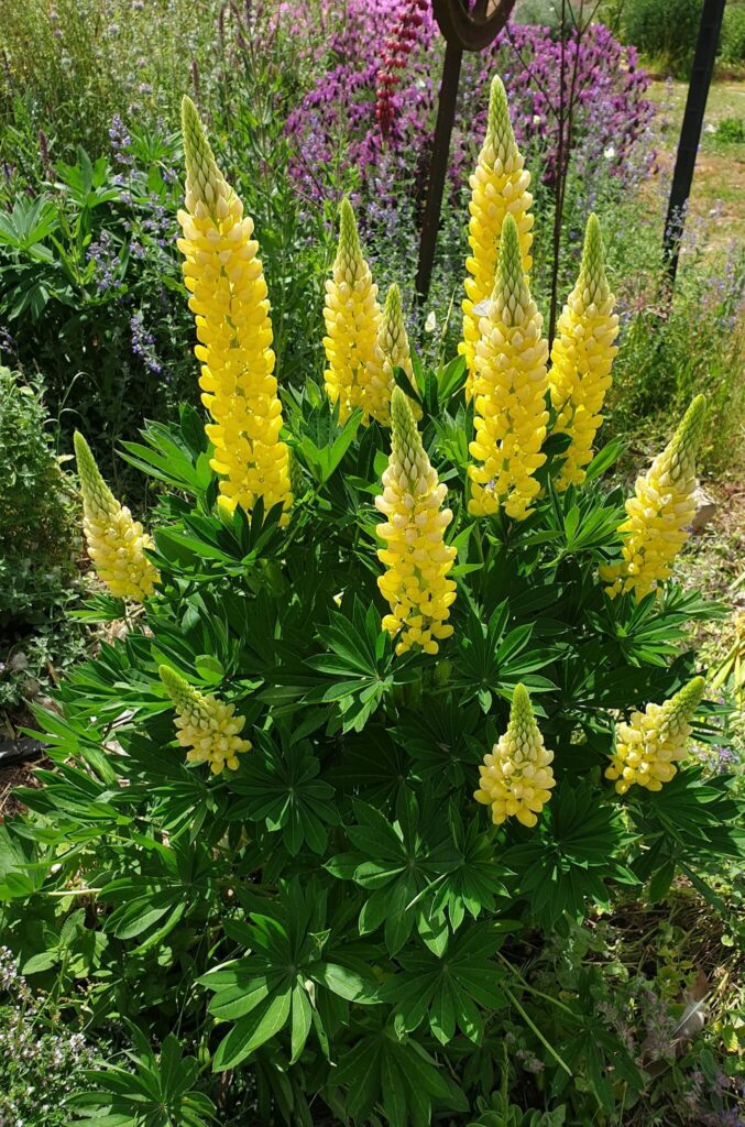 Yellow Lupins