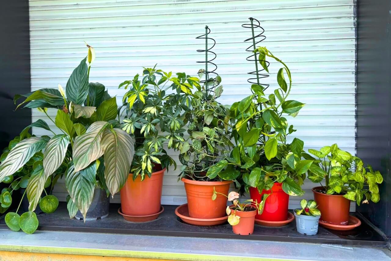 apartment plants